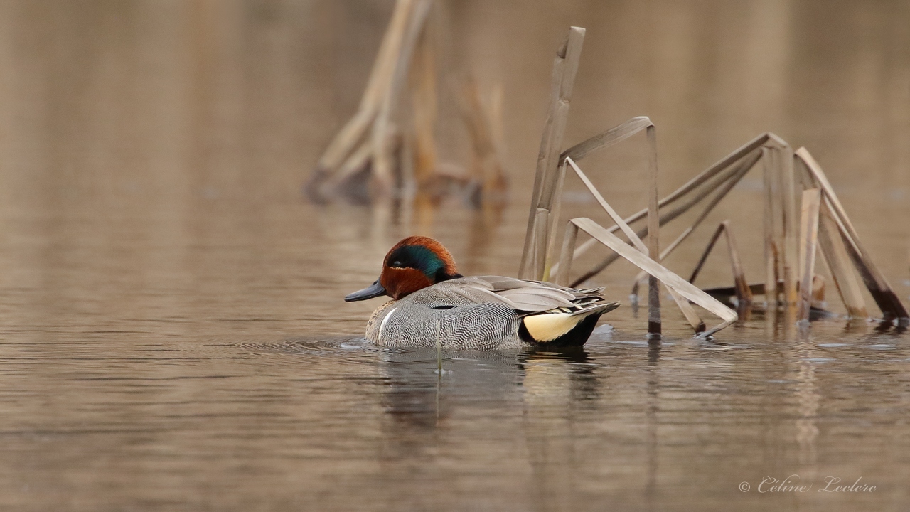 Sarcelle dhiver Y3A4163 - Green-Winged Teal