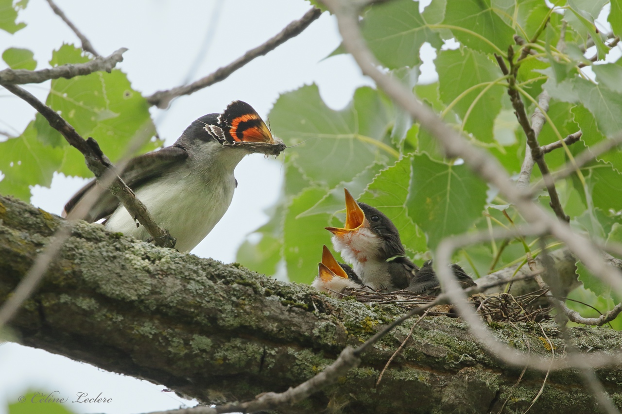 Tyran tritri Y3A3658 - Eastern Kingbird 