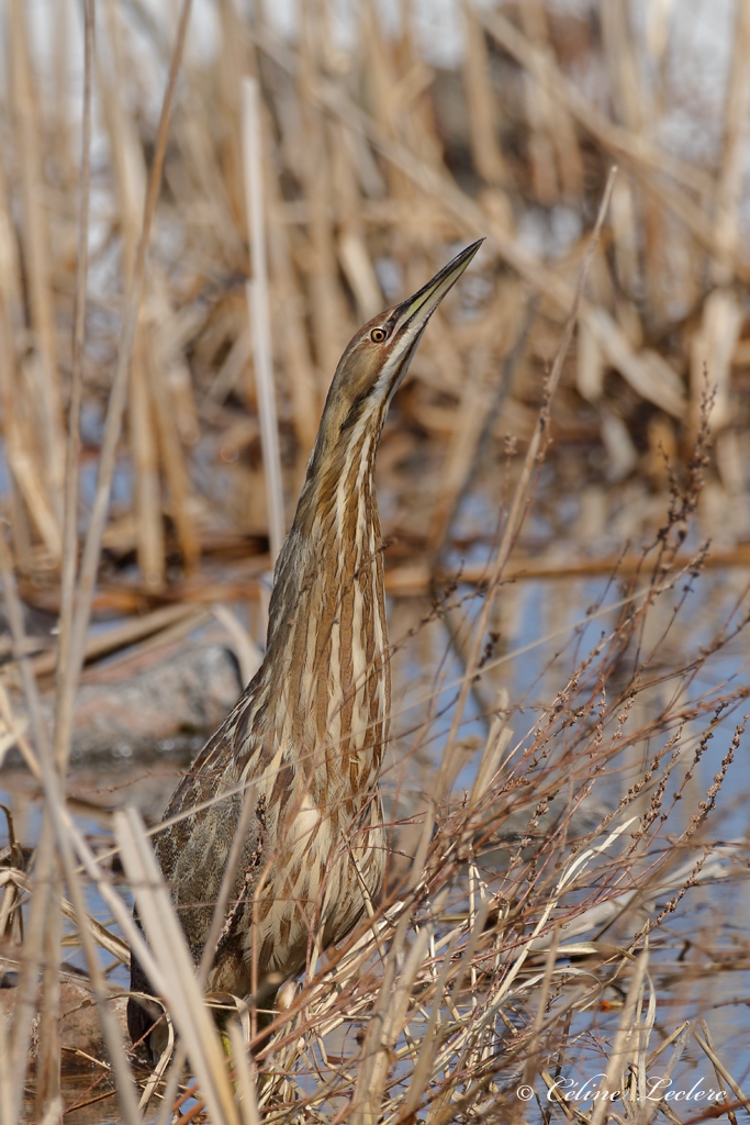 Butor dAmrique Y3A2550 - American Bittern