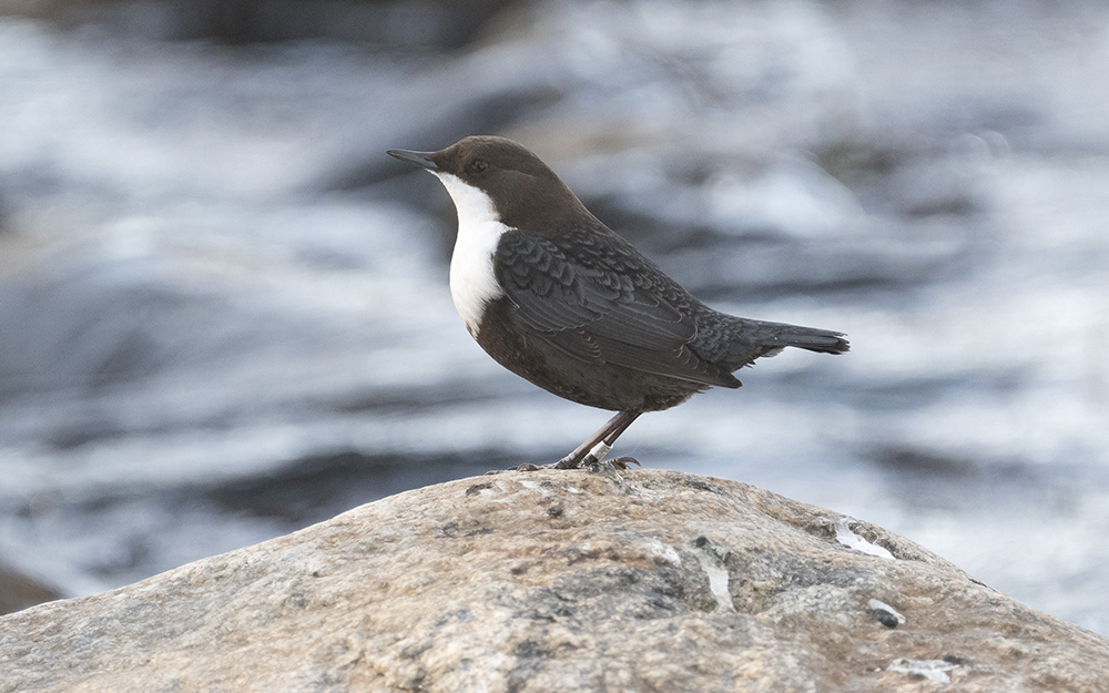 White-throated dipper (Cinclus cinclus)