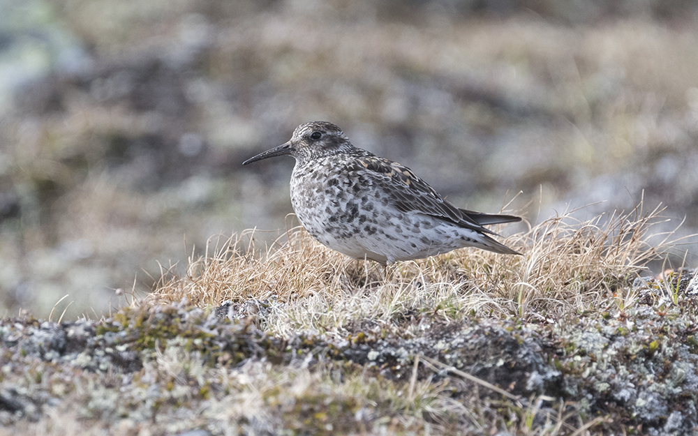 Purple sandpiper (Calidris maritima)