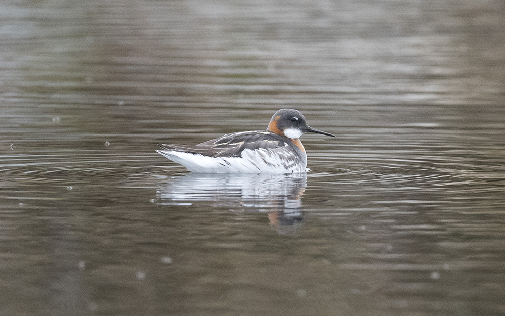 Red-necked phalarope (Phalaropus lobatus)