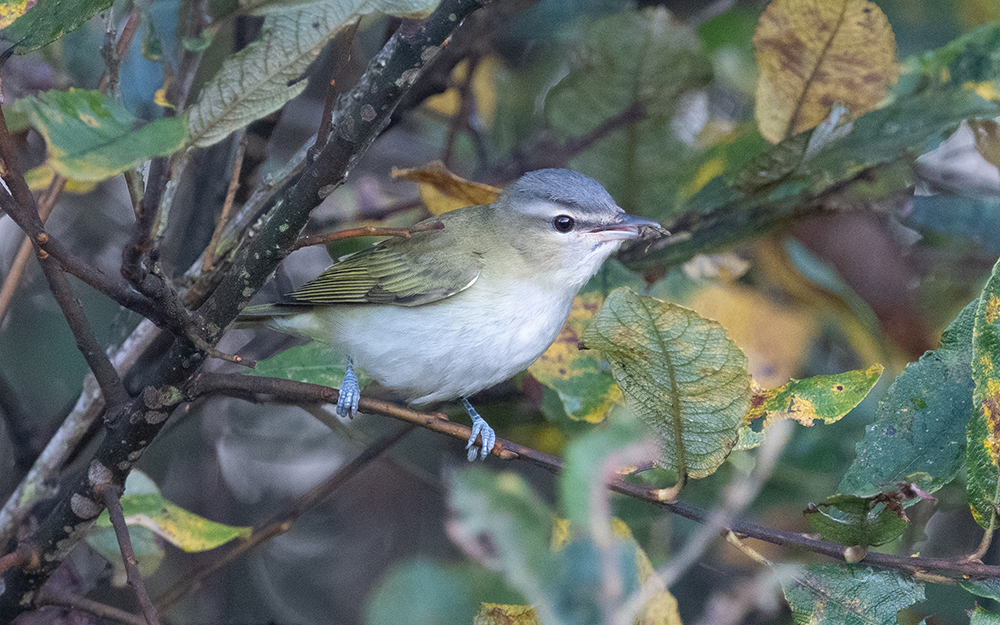 Red-eyed vireo (Vireo olivaceus)