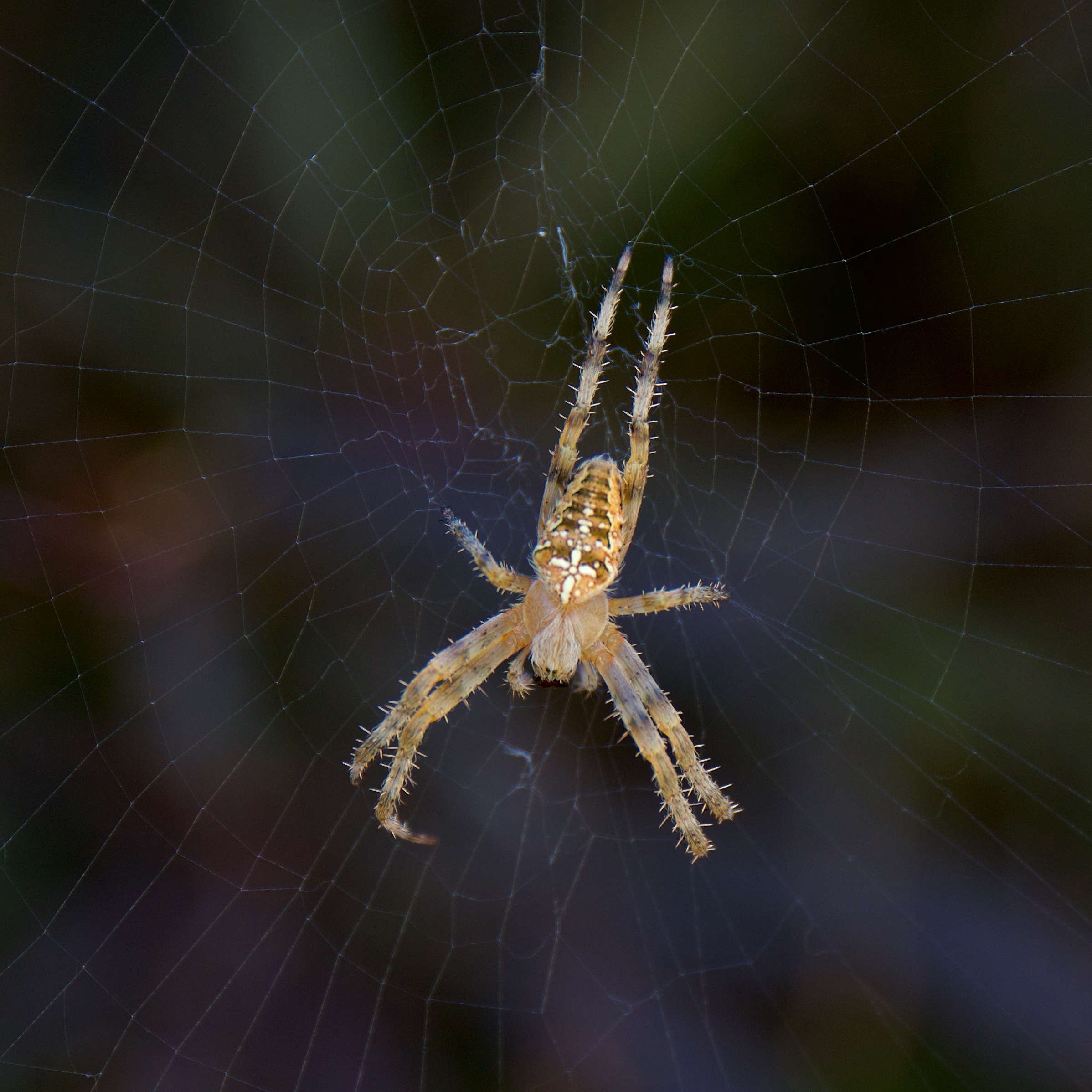 Araneus diadematus