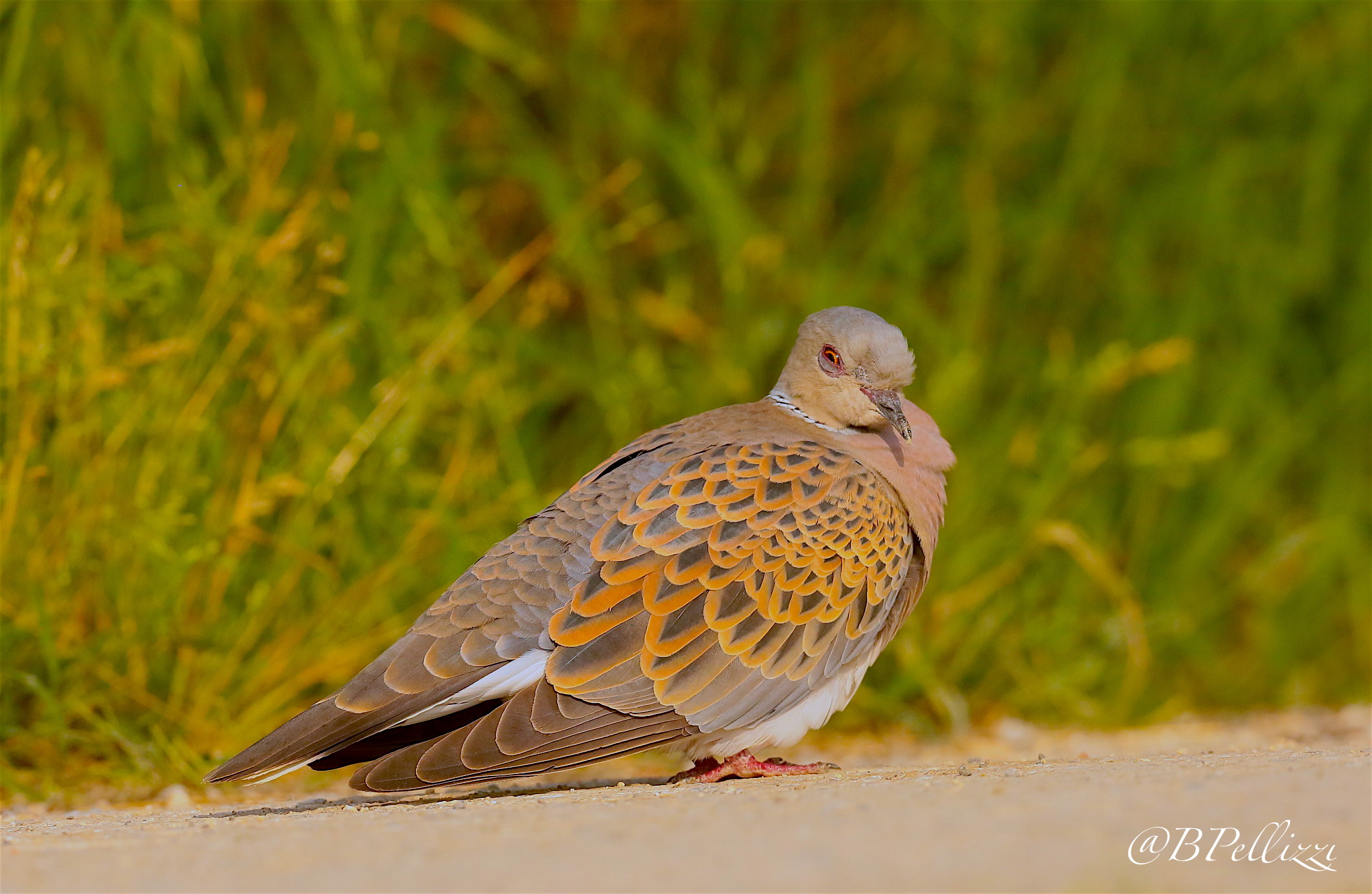 Turtle Dove (Streptopelia turtur)