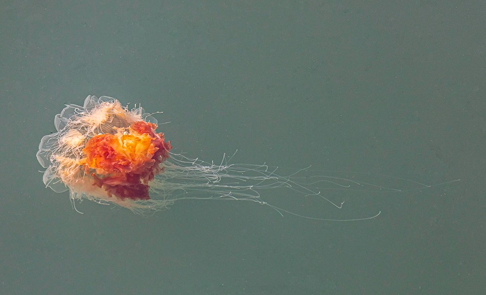 Lions mane jellyfish.