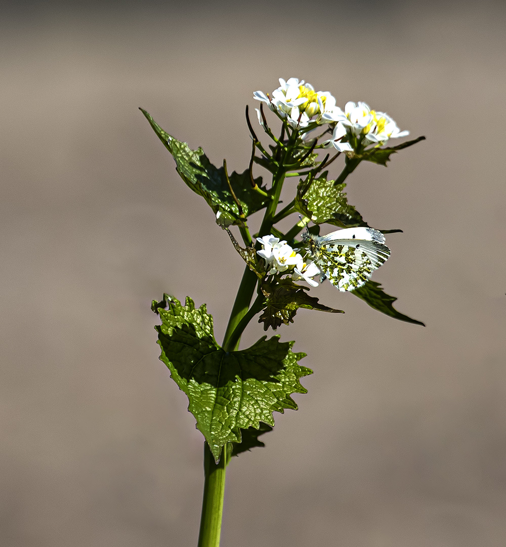 Orange tip. female.