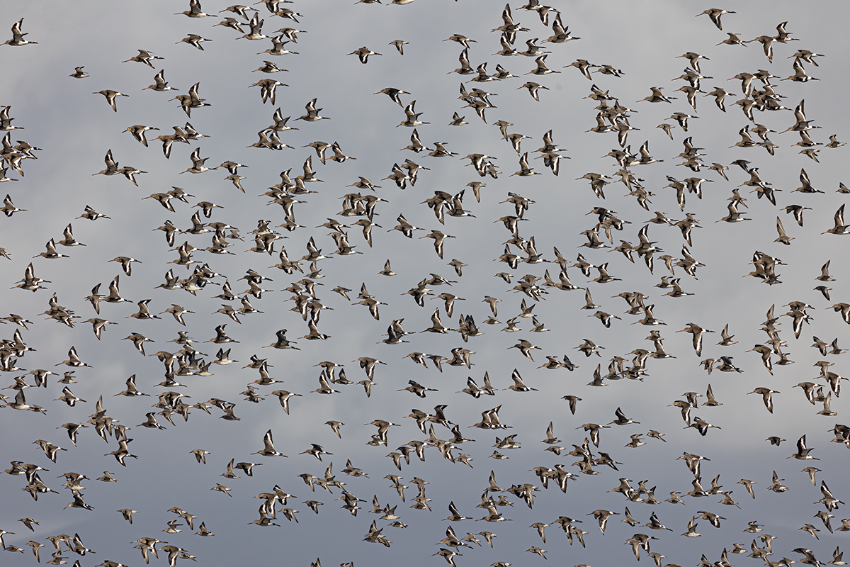 Black-tailed godwit & Knot.