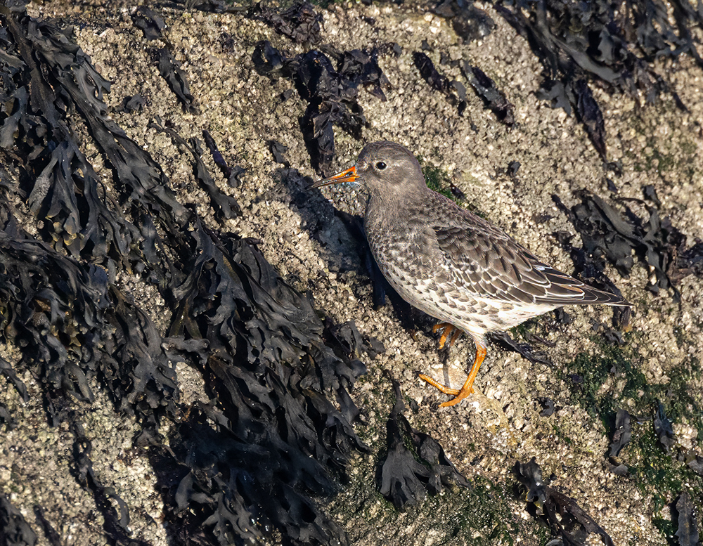Purple sandpiper.