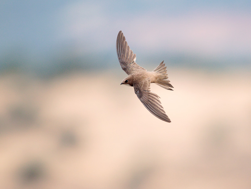 Alpengierzwaluw; Alpine Swift; Apus melba