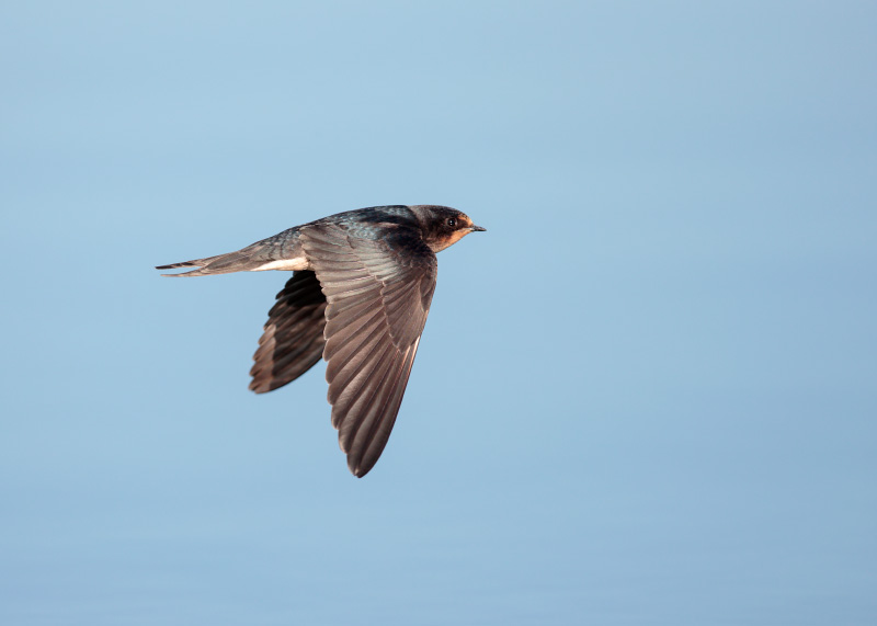 Boerenzwaluw; Barn Swallow; Hirundo rustica