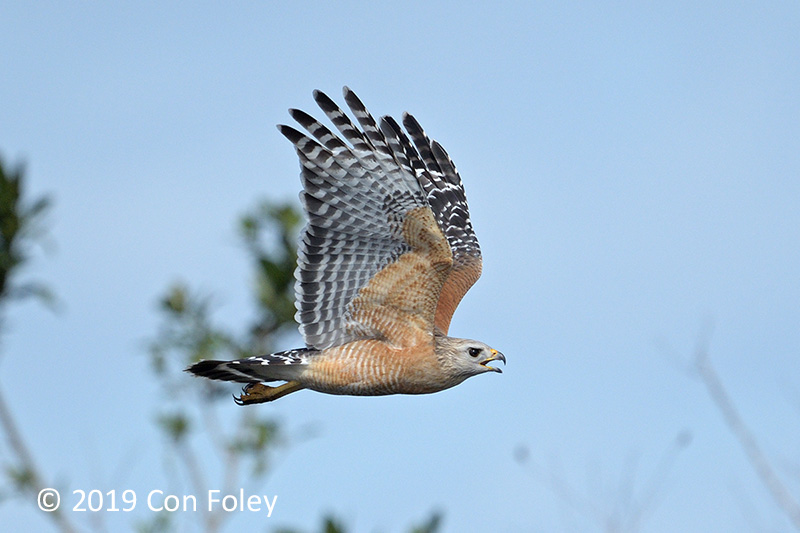 Hawk, Red-shouldered @ Everglades