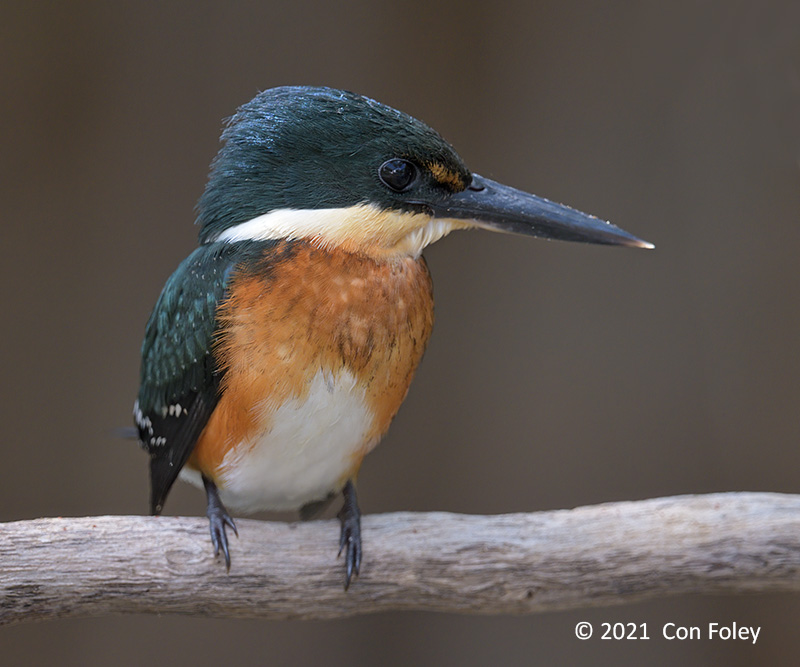 Kingfisher, American Pygmy (male) @ Rio Frio