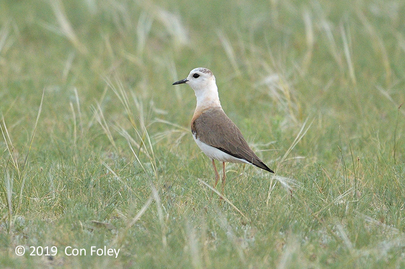 Plover, Oriental