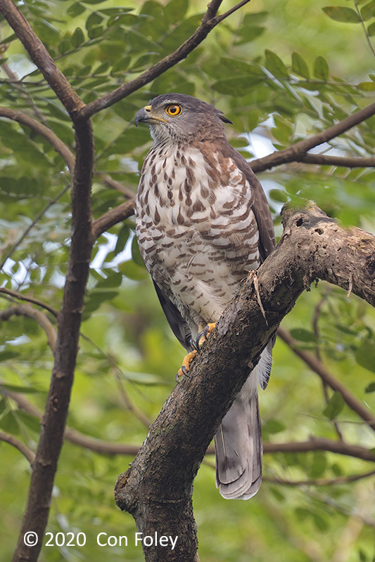 Goshawk, Crested @ PRP