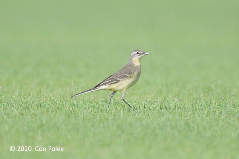Wagtail, Yellow @ Kranji