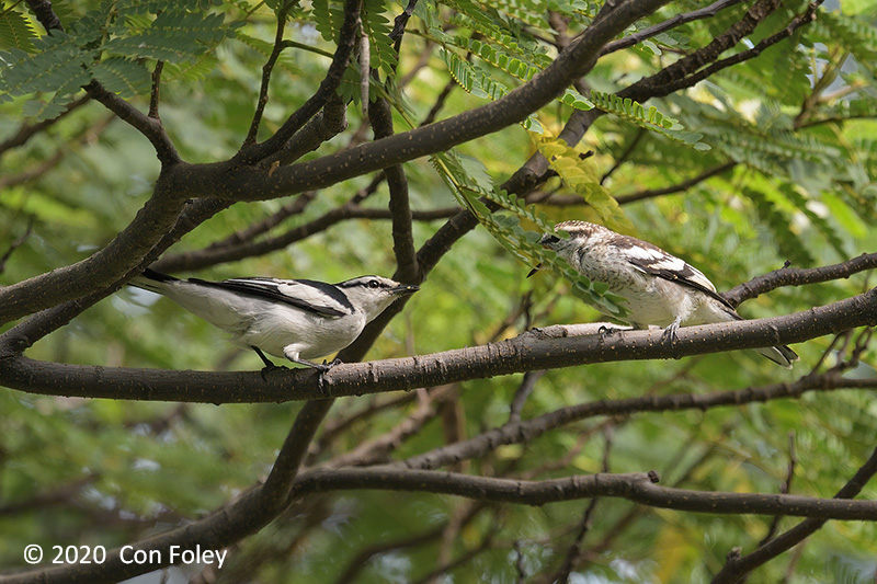 Triller, Pied (male + juvenile) @ Tuas