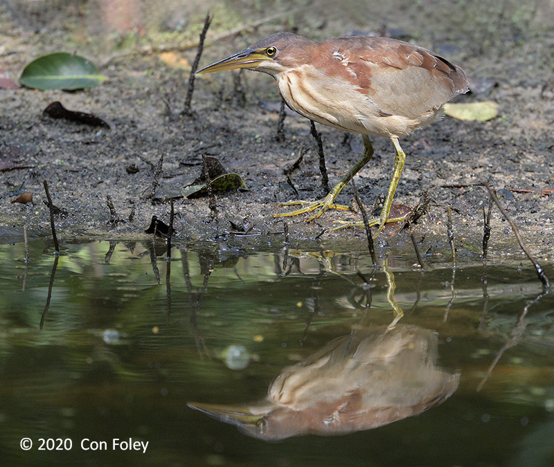 Bittern, Von Schrencks (immature male) @ SBWR