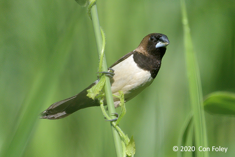 Munia, Javan @ Halus