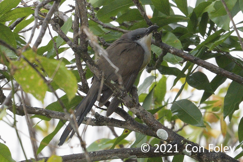 Cuckoo, Dark-billed @ Isabela