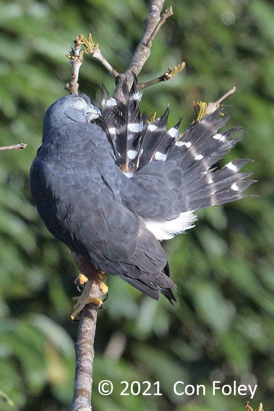Kite, Double-toothed @ near Sani Lodge