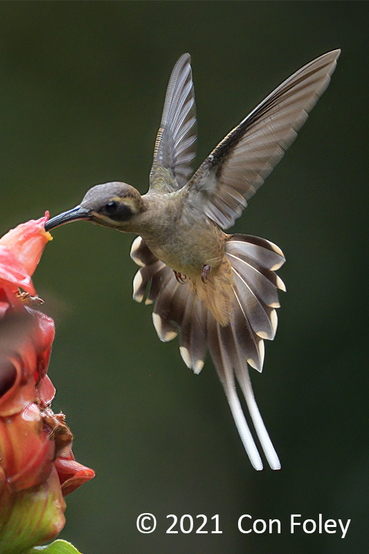Hermit, Long-billed @ near Sun Sun Lodge