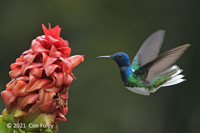 Jacobin, White-necked (male) @ near Sun Sun Lodge