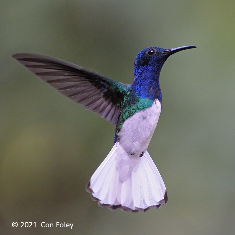 Jacobin, White-necked (male) @ near Sun Sun Lodge