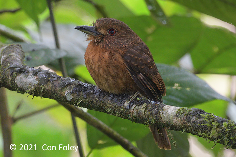 Puffbird, White-whiskered (male) @ near Sun Sun Lodge