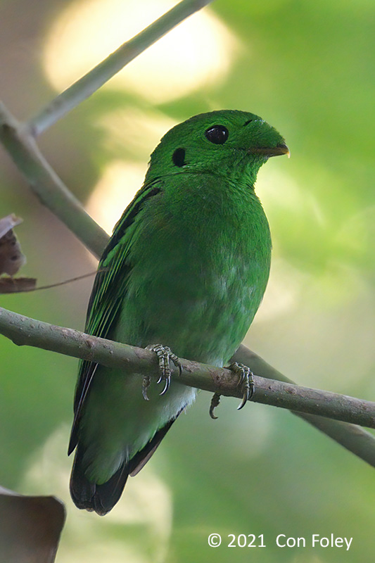 Broadbill, Green (male) @ Pulau Ubin