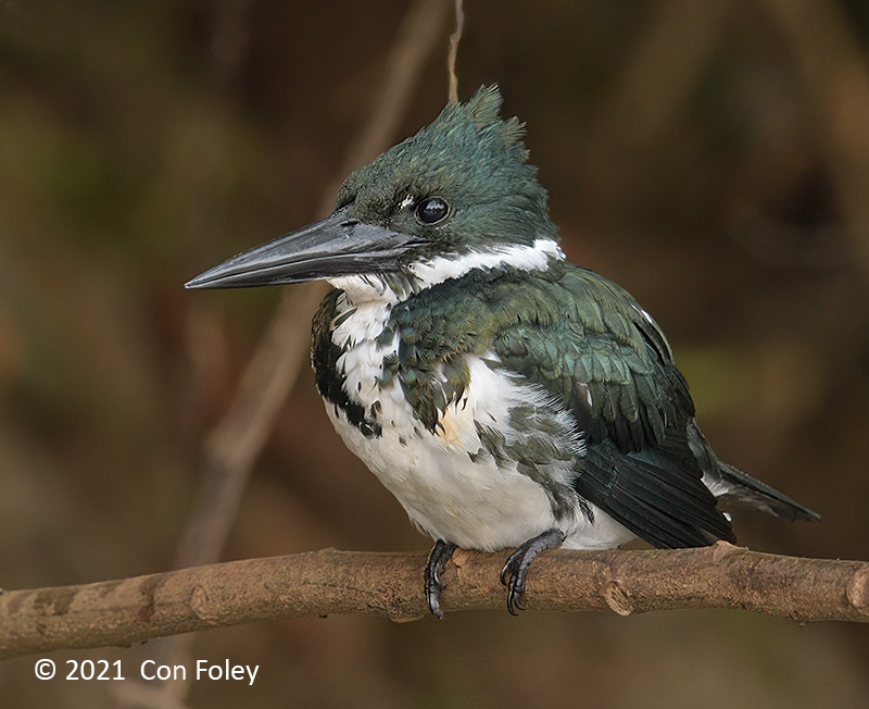 Kingfisher, Amazon (female) @ Rio Frio