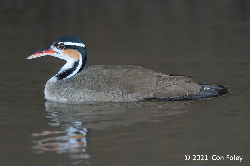 Sungrebe (female) @ Rio Frio