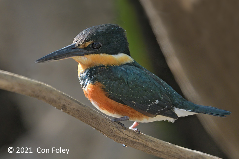 Kingfisher, American Pygmy (female) @ Rio Frio