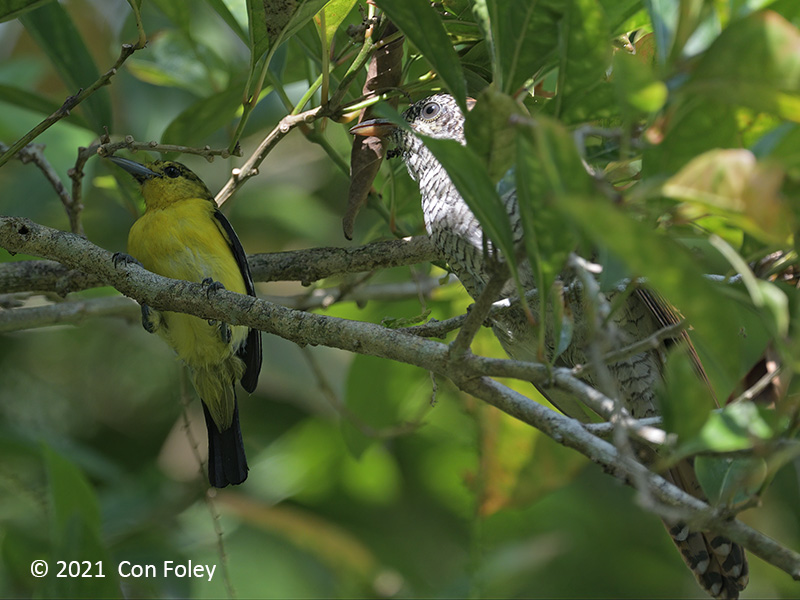 Cuckoo, Banded Bay (juvenile + Common Iora) @ SBG