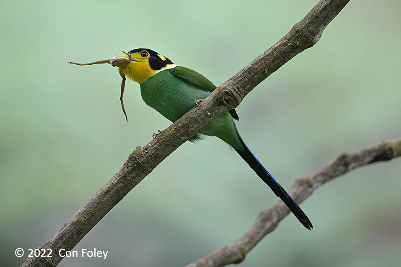 Broadbill, Long-tailed (with frog) @ Jln Mager