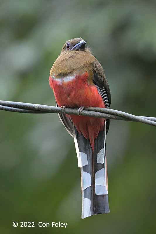 Trogon, Red-headed (female) @ Hemment Trail
