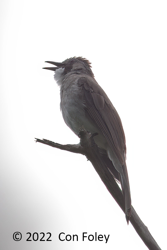 Bulbul, Cinereous @ The Old Road