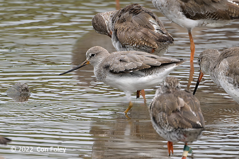 Sandpiper, Terek @ Sungei Buloh