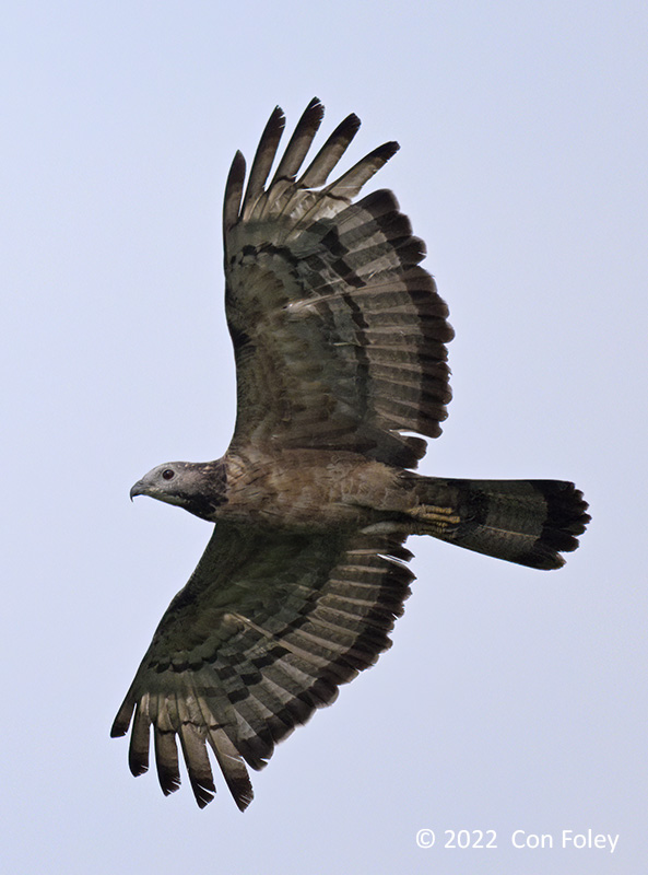 Buzzard, Oriental Honey (male) @ Henderson Waves