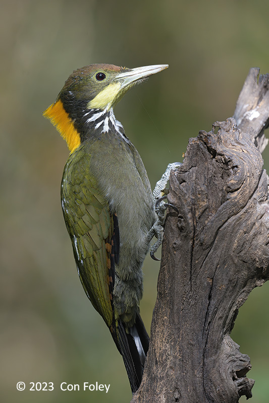 Yellownape, Greater (male) @ Hide 6 Baihauling