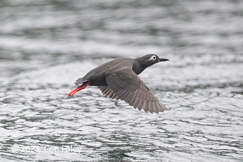 Guillemot, Spectacled @ Ochiishi