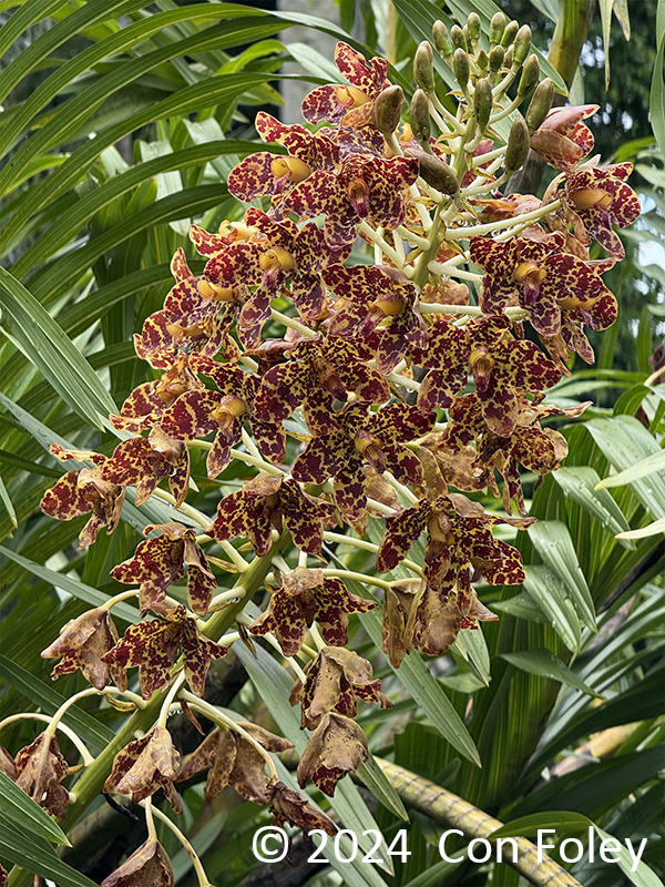 Tiger Orchid @ SBG
