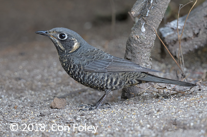 Rock-thrush, Chestnut-bellied (female) @ Hide 77 Baihauling