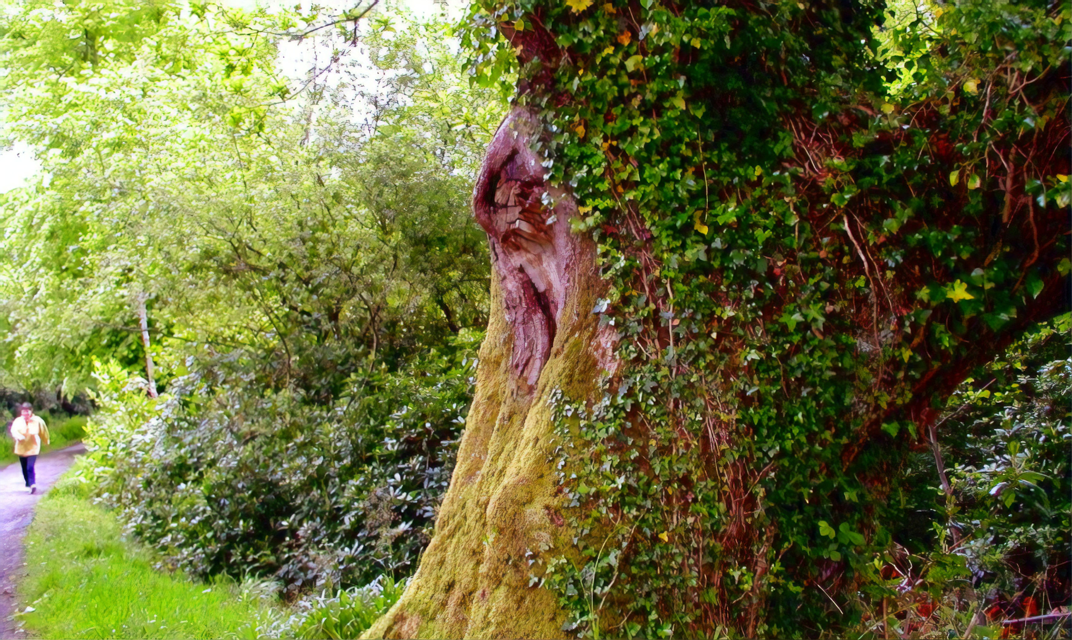 Possible leprechaun sighting in Killarney