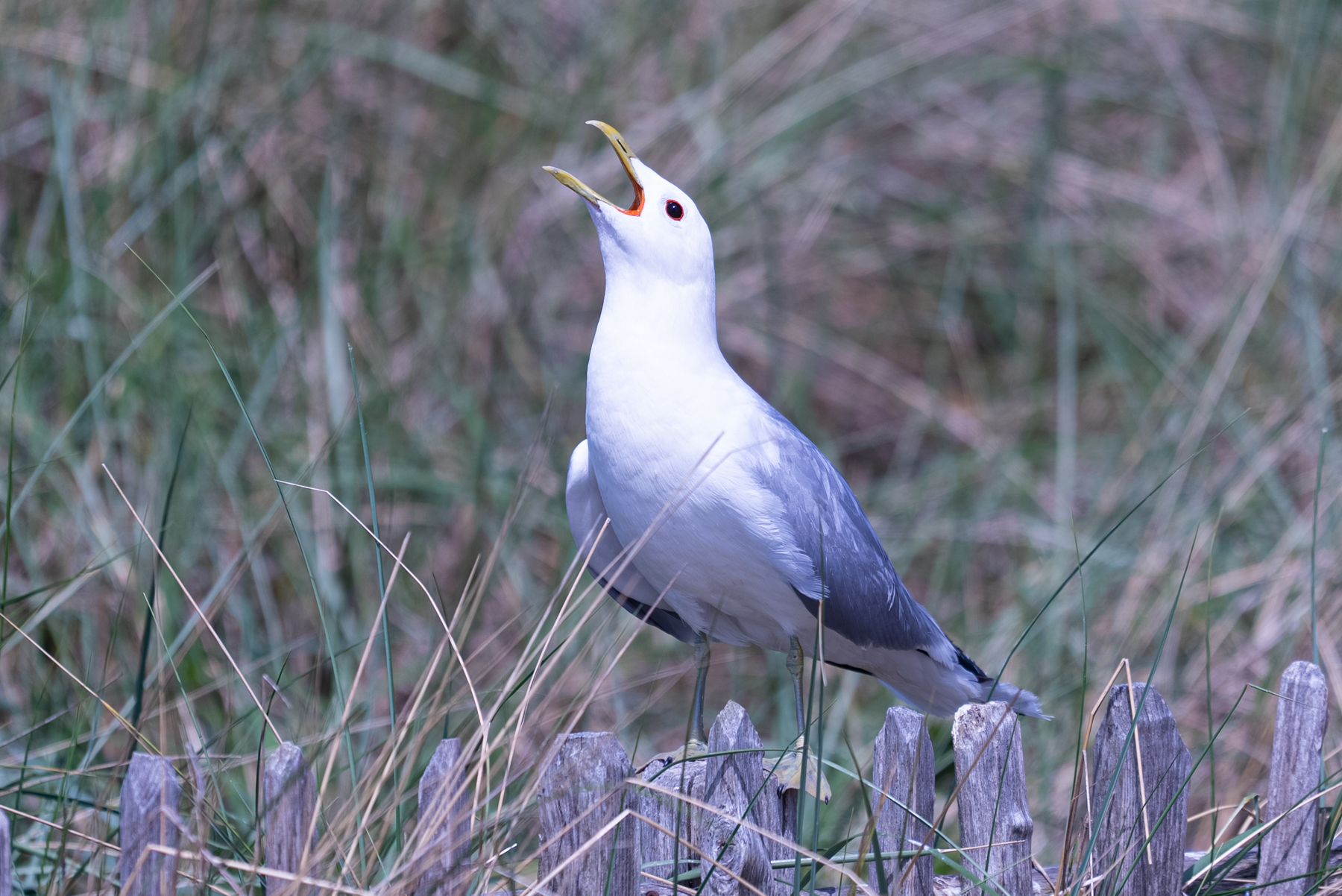 Vogels-6.jpg