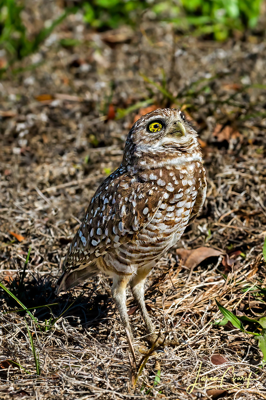 _MG_107750L.jpg - Watching the Sky for Predators