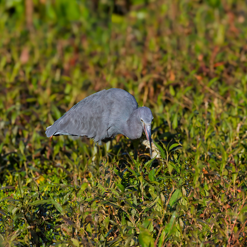 _MG_40710.jpg
