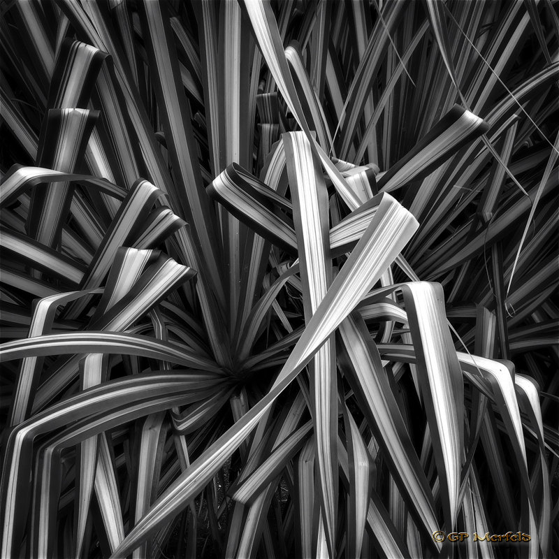 Hala III:  Natural Weave