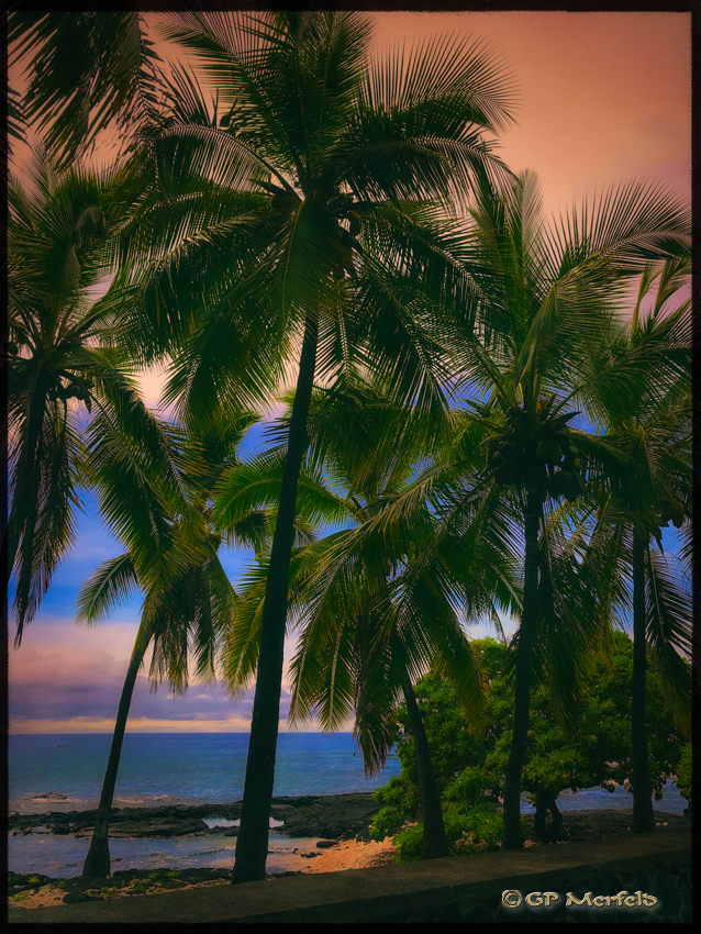 Milolii Palms