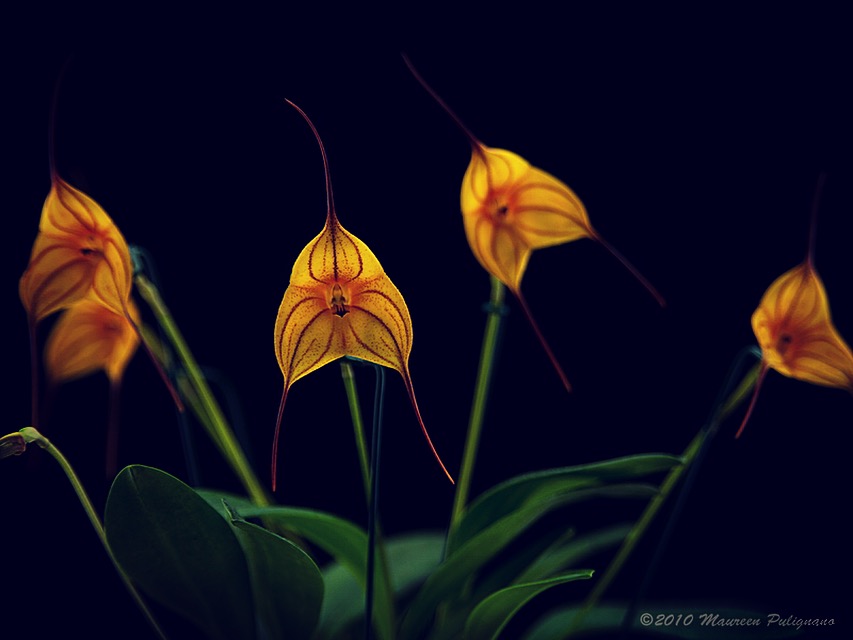 Masdevallia [unnamed cross] Winding Road AM/AOS